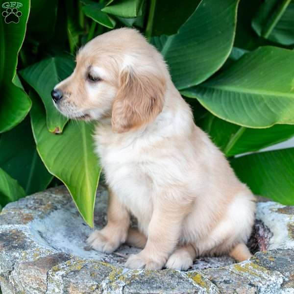 Candy, Golden Retriever Puppy